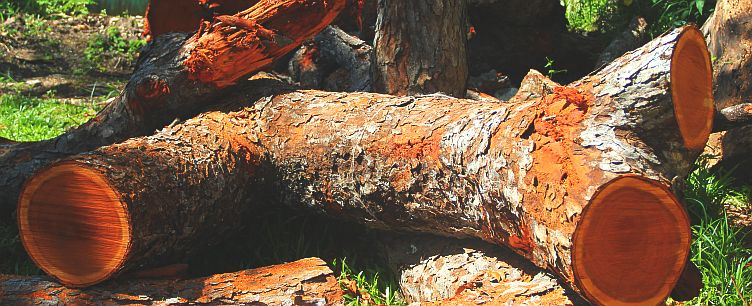 Махогони (красное дерево) редкий и ценный материал для столярного дела